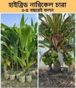 হাইব্রিড সুপারি চারা প্যাকেজ
