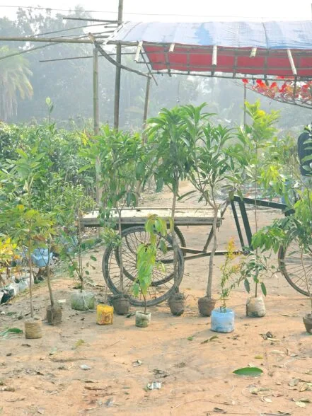 ৭টি প্রিমিয়াম ফলের চারা প্যাকেজ