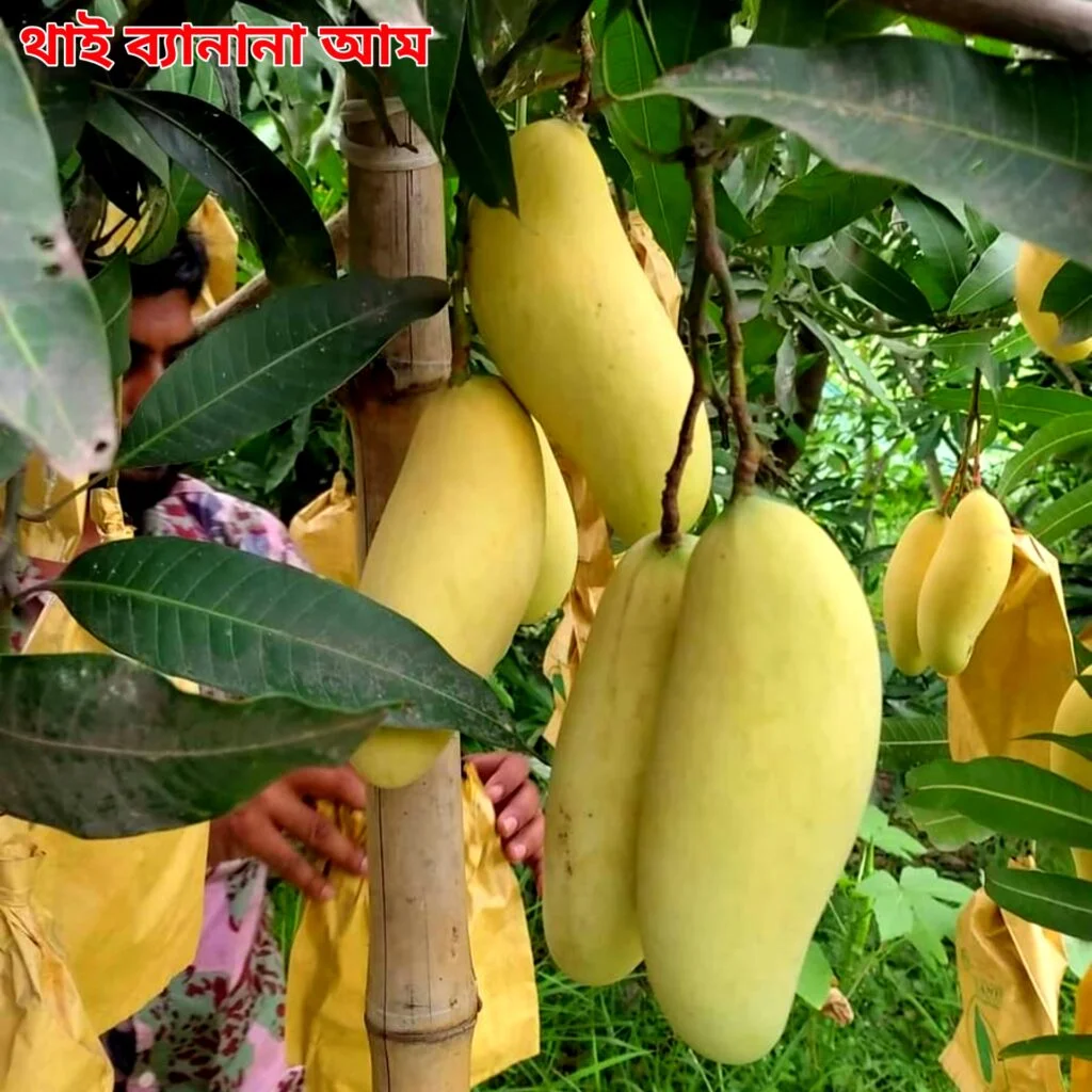 2. থাইল্যান্ডের চিয়াংমাই - উচ্চ ফলনশীল রঙিন আম