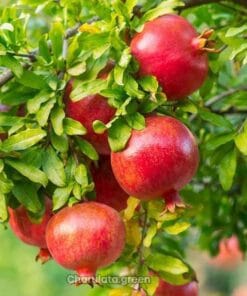 ৫  টি প্রিমিয়াম ফল গাছের প্যাকেজ (