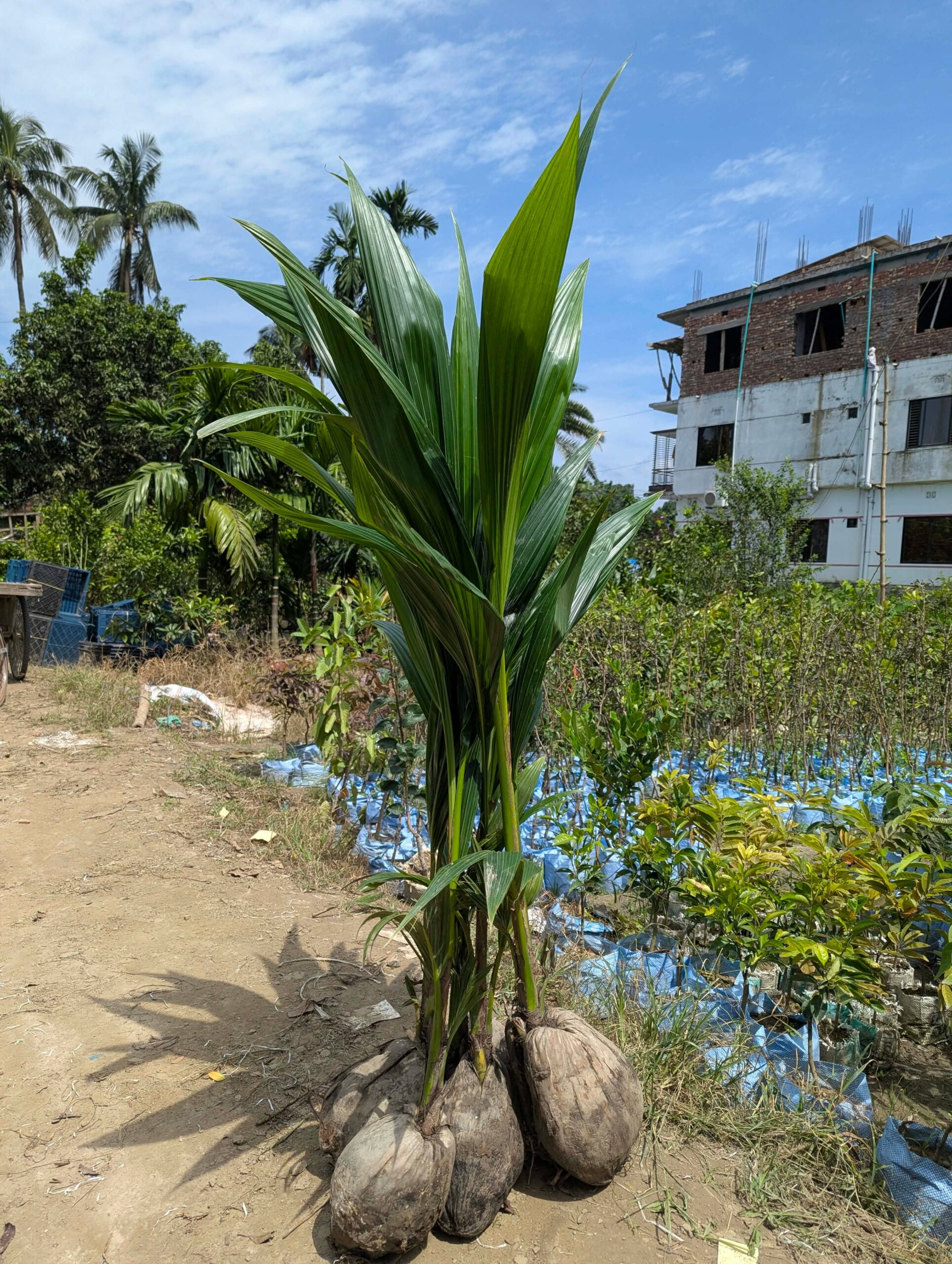 হাইব্রিড নারিকেল চারা