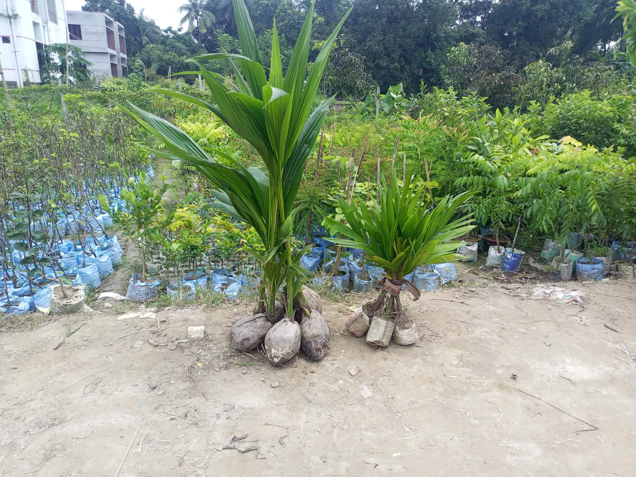নারিকেল চারার নতুন ছবি