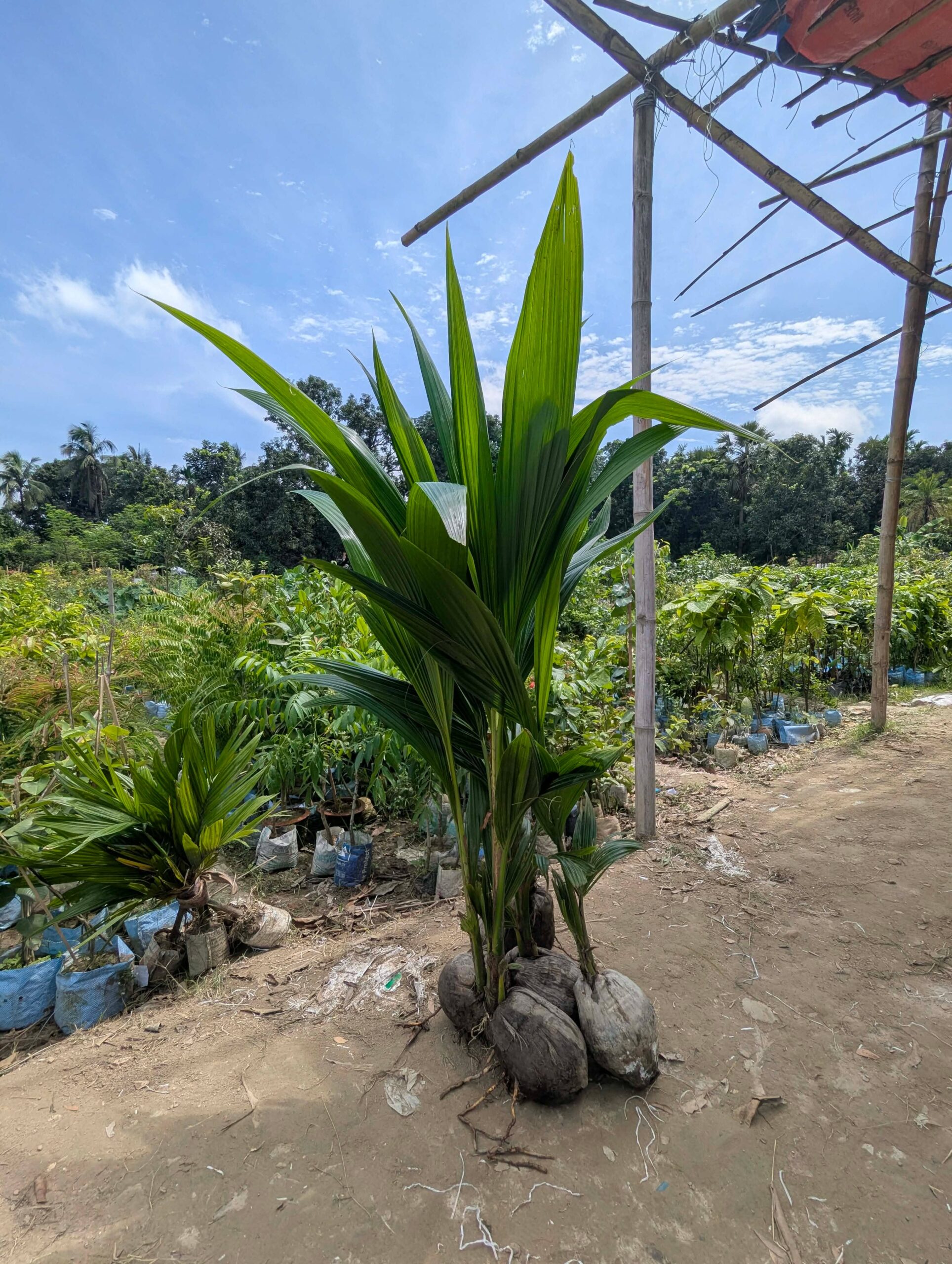 নারিকেল চারার প্যাকেজ